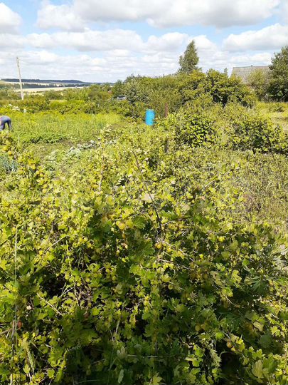 Участок 15 сот. (ИЖС)