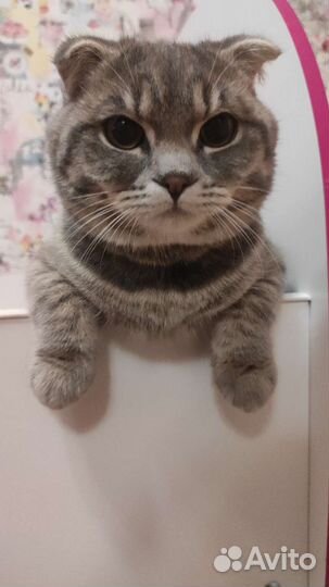 Кот вислоухий