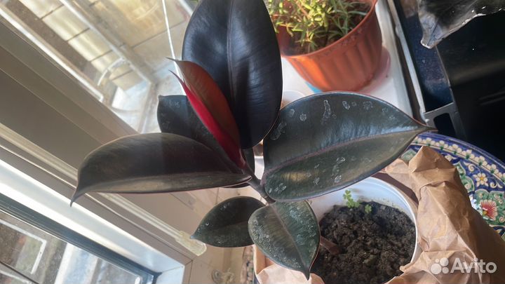 Фикус черный принц