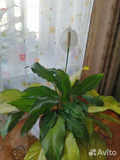 Спатифиллум