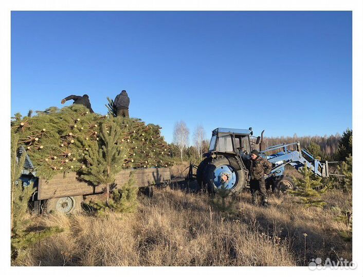 Сосна Оптом