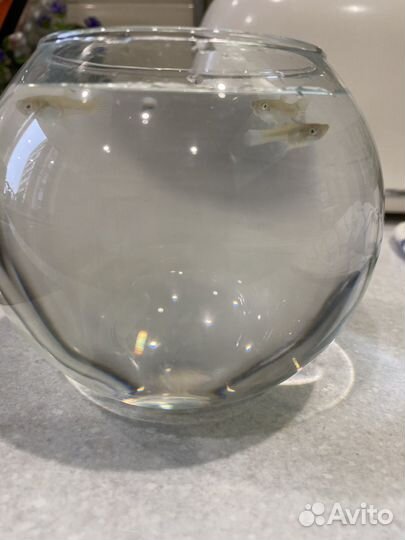 Подрощенные самки гуппи