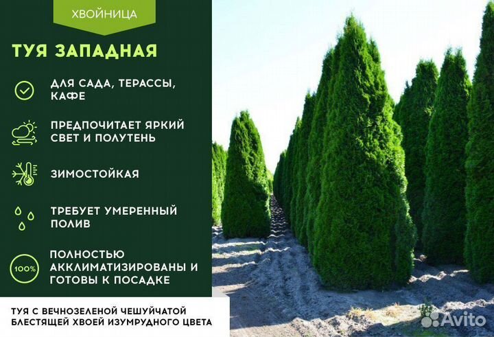 Туя Смарагд,Брабант,Колумна