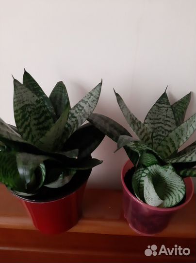 Сансевиерия ханни комнатные цветы