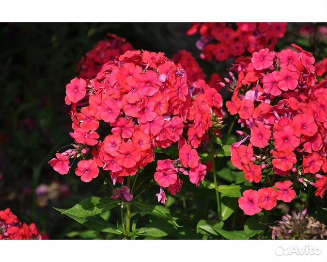 Флокс метельчатый Red Riding Hood