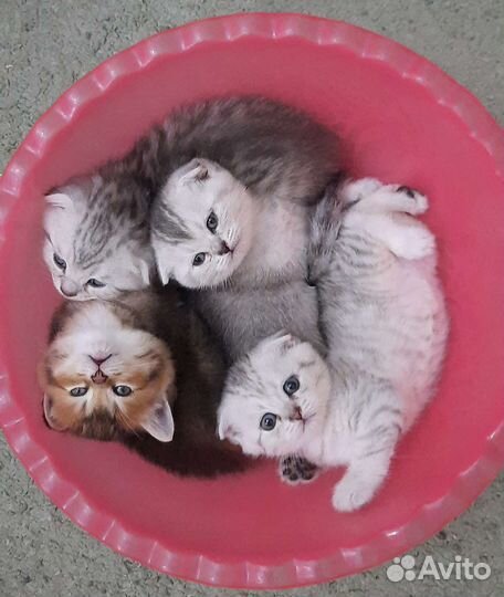 Шотландские котята