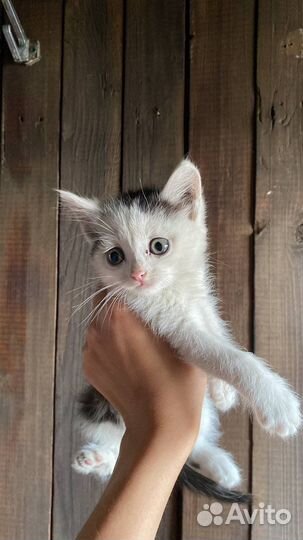 Котята в дар