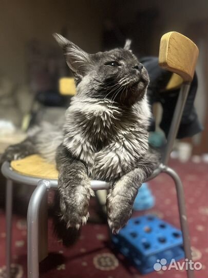 Мейн-кун вязка