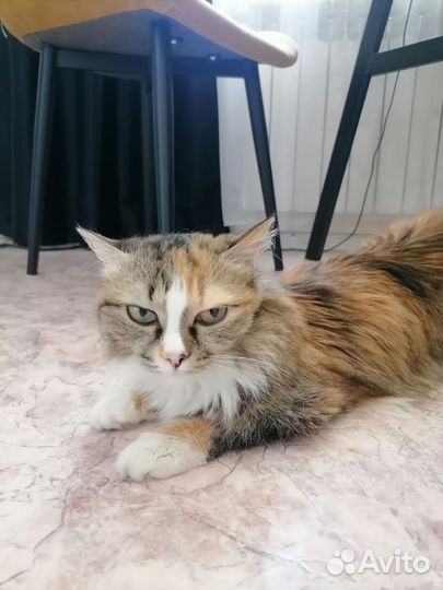 Кошка для Случки