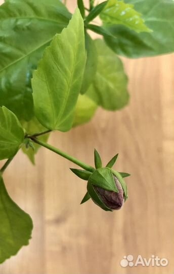 Хлорофитум, Роза Китайская