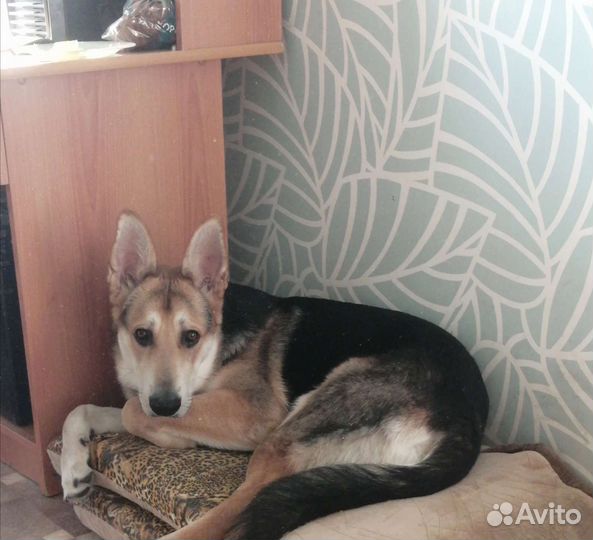 Собаки бесплатно в добрые руки