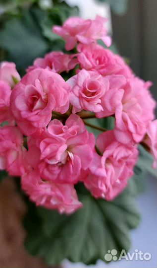 Пеларгония Antique Rose