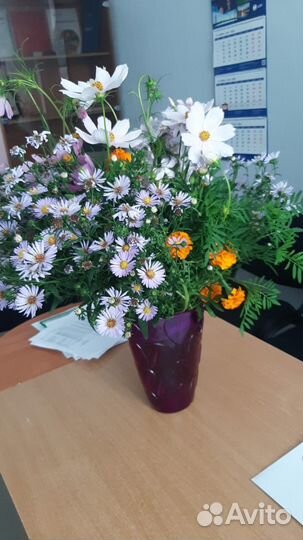 Сентябрины, георгины