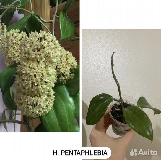 Хойя более 50 сортов