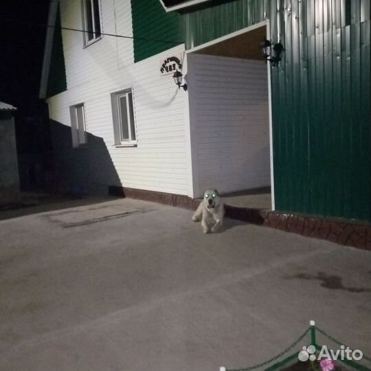 Вязка алабай