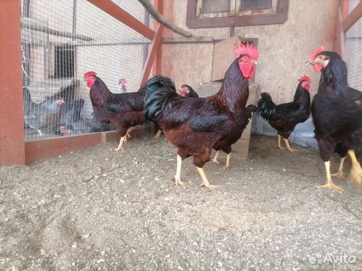 Куры инкубационное яйцо