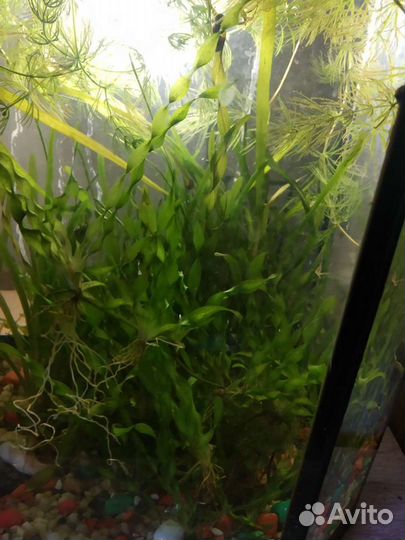 Аквариумные растения