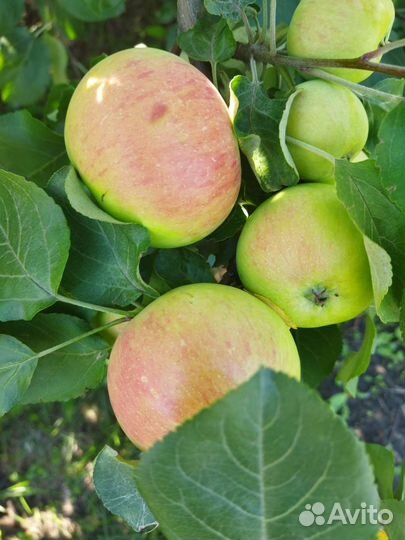 Домашние Соленья