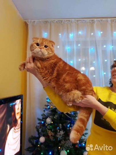 Шотландский кот вязка