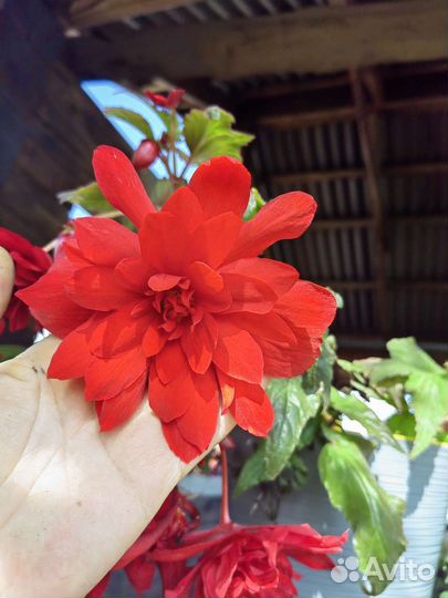 Бегония Скарлет иллюминейшн