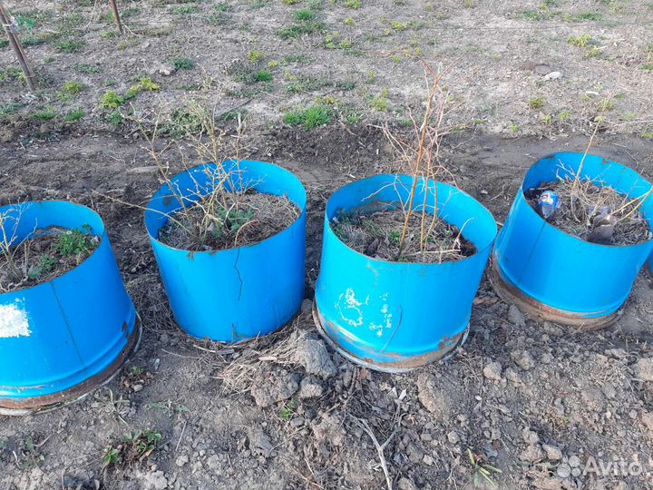 Саженцы голубики 2 года