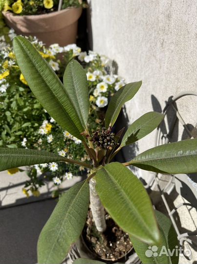 Экзотическая плюмерия