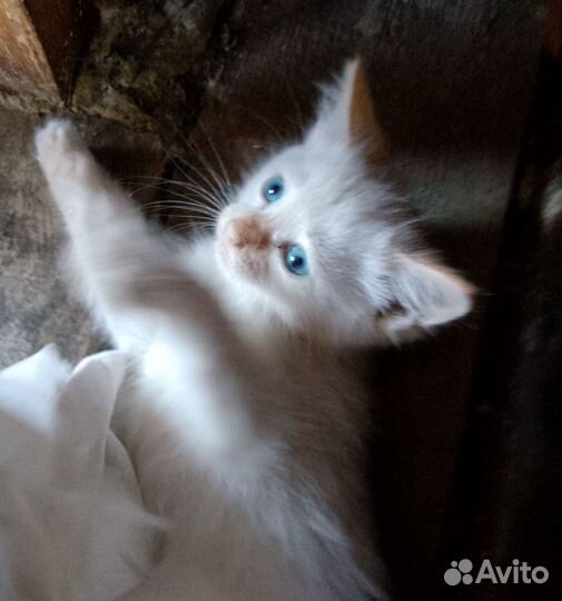 Голубоглазый котеночек