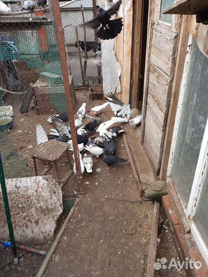 Голуби лётные