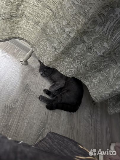 Отдам кота в добрые руки