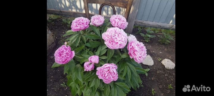 Пионы Коллекционные