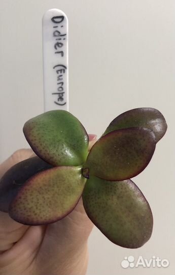 Крассула Рубра, jade, Didier, Фрогги, Гелиос