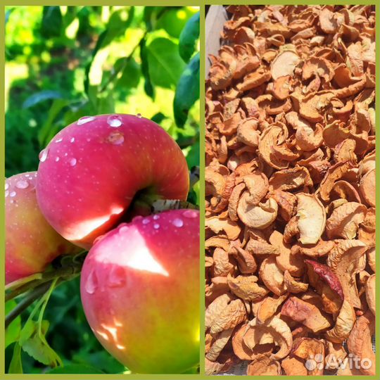 Сушеные яблоки,груши, абрикос