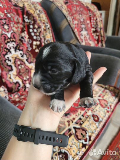 Щенки русского спаниеля