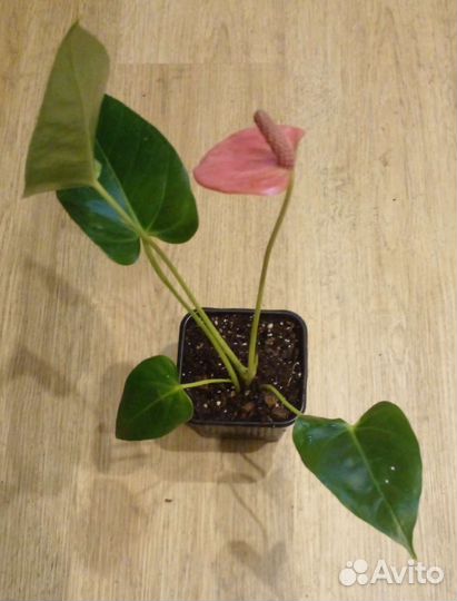 Антуриум Ариса Пинк