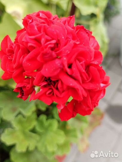 Пеларгония