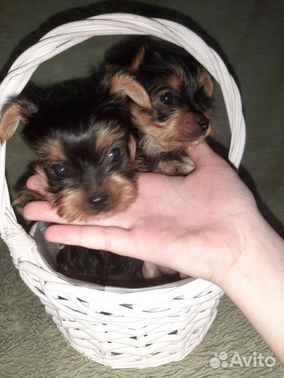 Йоркширский терьер щенки
