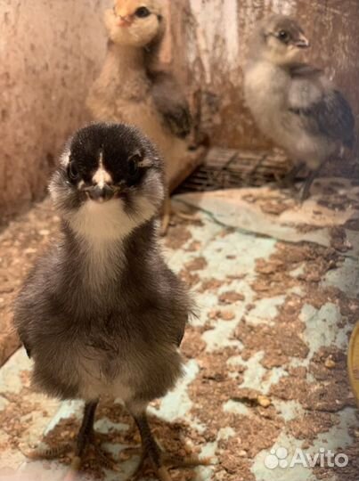 Инкубационное яйцо Амераукана и Билефельдер