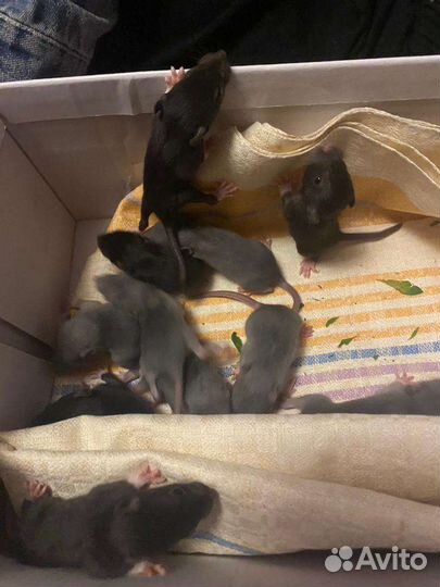 Декоративная крыса