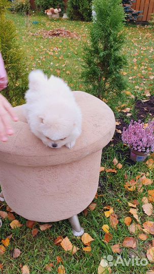 Померанский шпиц