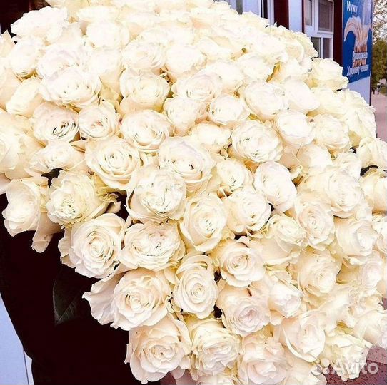 Высокие розы Гигантские Розы 150 160 170 180 190см