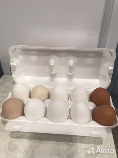 Домашние куриные яйца