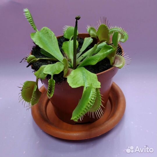 Дионея венерина мухоловка экзот комнатные цветы