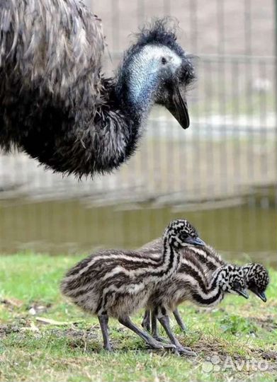 Страусята, павлины, декоративные утки