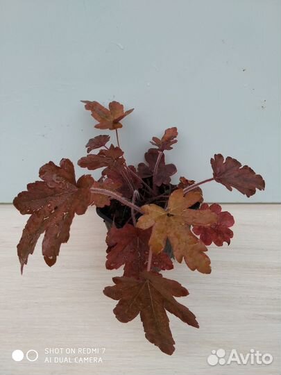 Саженцы гейхеры