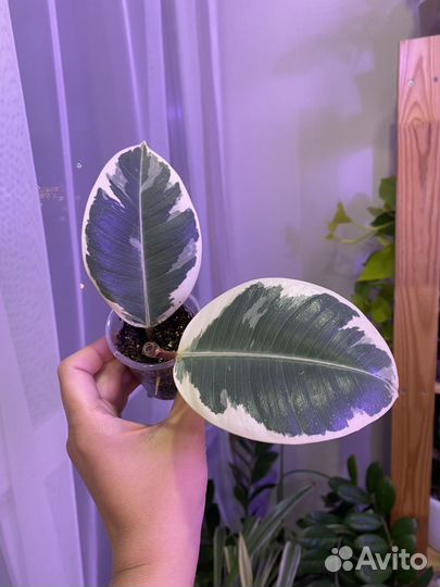 Каучуконосный фикус эластика Тинеке