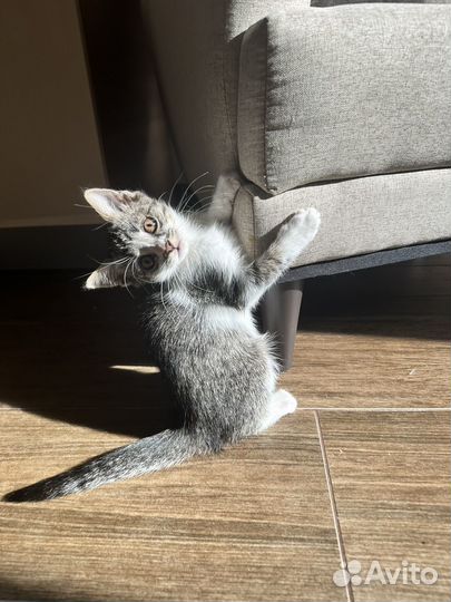Отдам котенка
