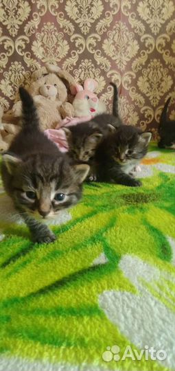 Кошка котята в добрые руки