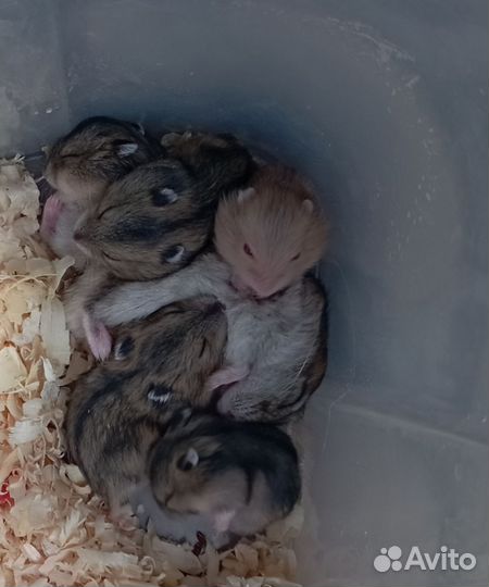 Джунгарский хомяк