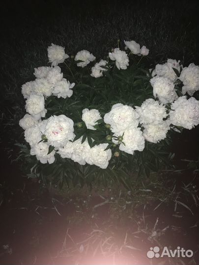 Пионы саженцы корни