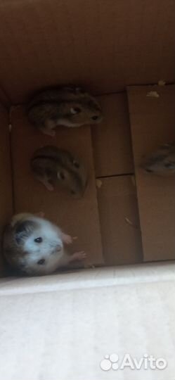 Хомячки джунгарики